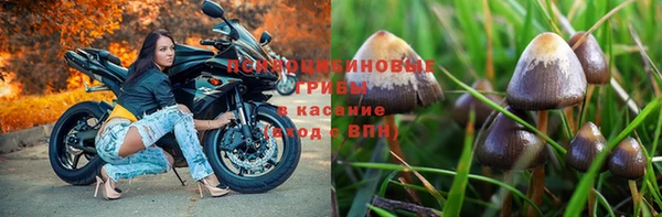 прущие грибы Заводоуковск