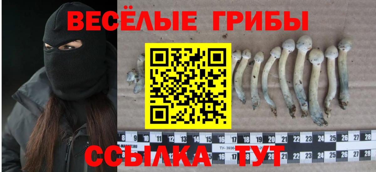 Галлюциногенные грибы GOLDEN TEACHER  Вход с VPN  Псилоцибиновые грибы Psilocybine cubensis  Славгород 